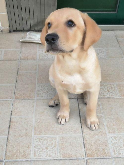 拉布拉多头条,聚焦热点，解码城市脉搏