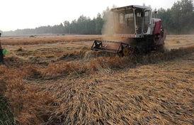 微头条商丘小麦,探寻商丘地区小麦种植的传承与创新