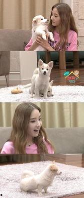 明星照顾狗狗的综艺,综艺中狗狗的温馨日常