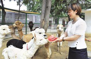 人民公园吃瓜视频,一场全民围观的热闹盛宴