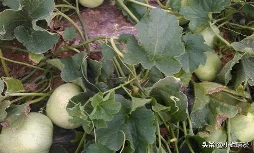 甜瓜概念爆料视频,揭秘神秘甜瓜背后的故事与魅力