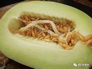 吃田园瓜过敏吗,过敏体质者需谨慎食用