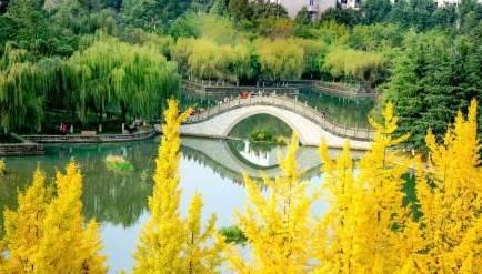 十陵网红银杏桥图片,网红银杏桥下的金色画卷