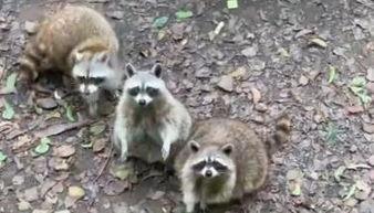 武汉 浣熊市 吃瓜,武汉“浣熊市”吃瓜风云录