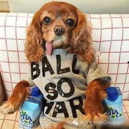 我的明星狗,揭秘娱乐圈宠物的闪耀时刻