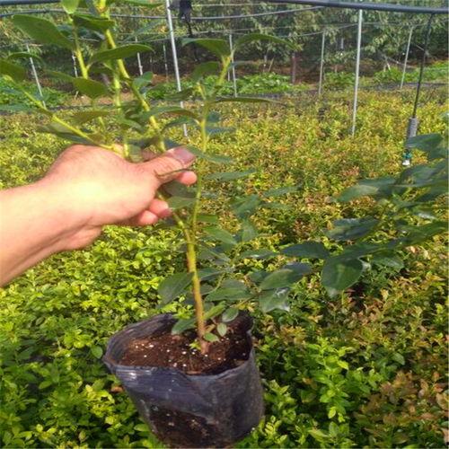 唐山明星蓝莓苗报价,优质苗源，价格透明，引领蓝莓种植新潮流”