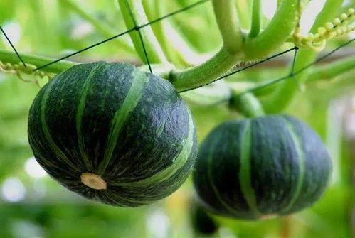 国内吃瓜国外吃瓜视频大全,国内外热门视频大盘点