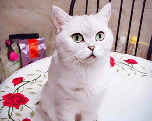 娱乐吃瓜君和七七铲屎官